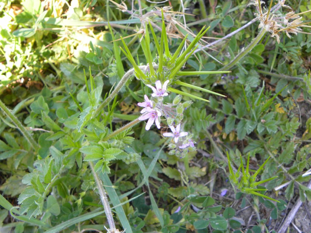 Erodium moschatum